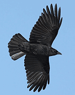 crow flying