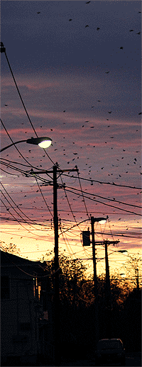 City crows