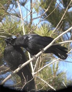 social crows 