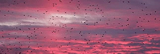 sky-crows