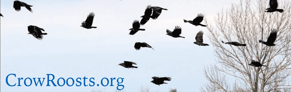 counting crows banner